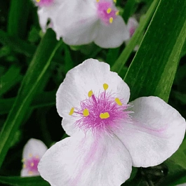 Традесканция Арендса Temptation