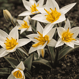 Тюльпан Туркестаника