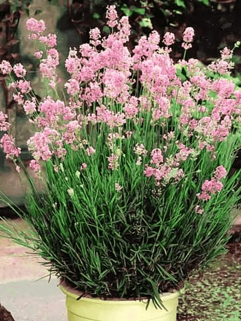 Лаванда узколистная  Rosea