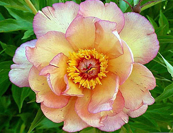 Пион ИТО Сингинг ин зе Рейн