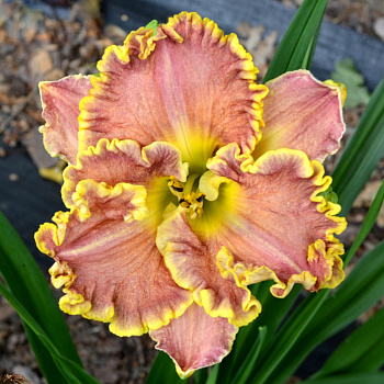 Лилейник гибридный Дарья НАБОР 2ШТ (1+1)