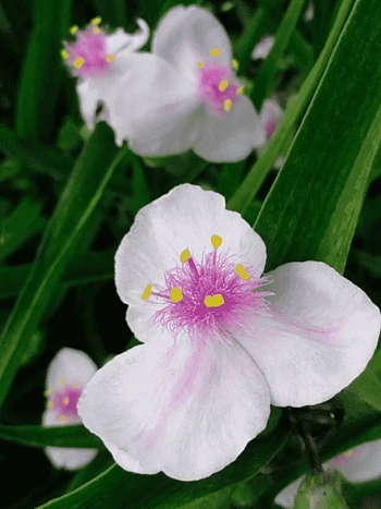 Традесканция Арендса Temptation