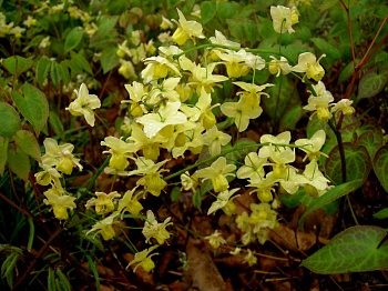 Горянка (бесцветник) Юнга разноцветная Sulphureum