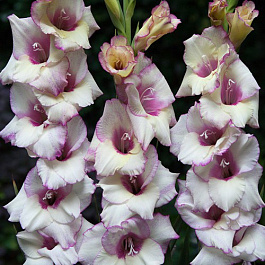 Гладиолус Бамбино Венеция