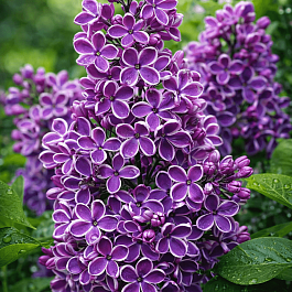 Сирень обыкновенная Сенсация