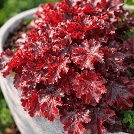 Гейхера Rex Fire