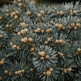 Ель колючая Brynek штамб 80-90