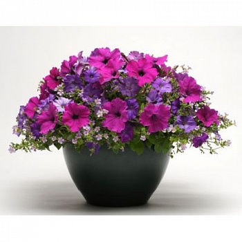 Смесь ампельных растений Фузейблс Хилинг Вотерс