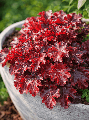 Гейхера Rex Fire