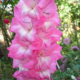 Гладиолус крупноцветковый Хай Стайл