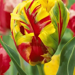 Тюльпан попугайный Texas Flame