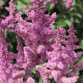 Астильба китайская Finale