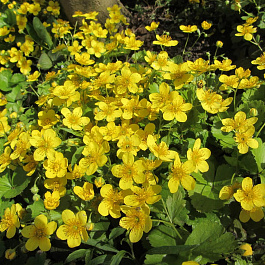 Вальдштейния тройчатая