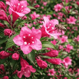 Вейгела цветущая Minuet