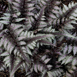 Кочедыжник ниппонский Бургунди Лэйс Кочедыжник ниппонский Бургунди Лэйс