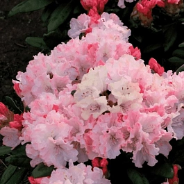 Рододендрон гибридный Wladyslaw Lokietek