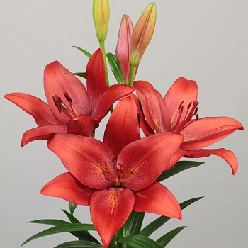 Лилия ЛА-гибрид Армандейл НАБОР 2ШТ (1+1)