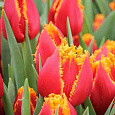 Тюльпан бахромчатый Davenport