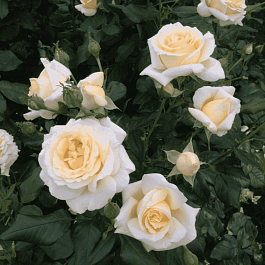 Роза чайно-гибридная Anastasia