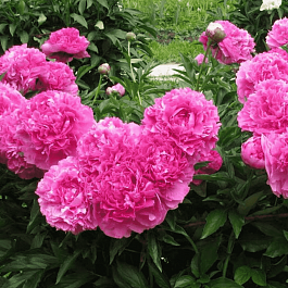 Пион травянистый  Glory Hallelujah