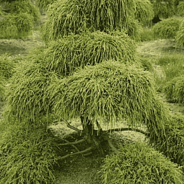 Кипарисовик горохоплодный Filifera Gracilis