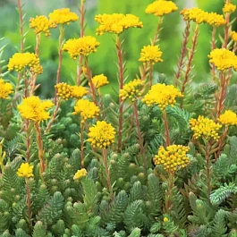 Очиток отогнутый Green Forest