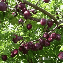 Слива домашняя Стартовая