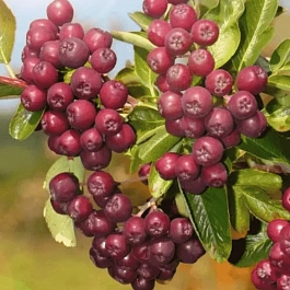 Рябина сладкоплодная Ликерная