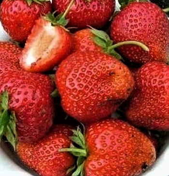 Земляника садовая Белруби