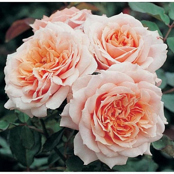 Роза Гийо парковая Поль Бокюз