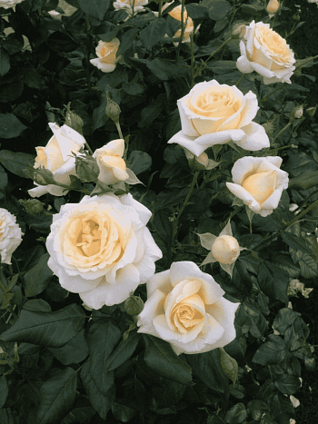 Роза чайно-гибридная Anastasia