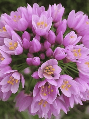 Лук декоративный Roseum