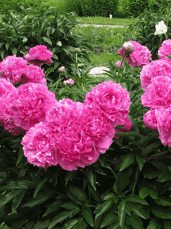 Пион травянистый  Glory Hallelujah