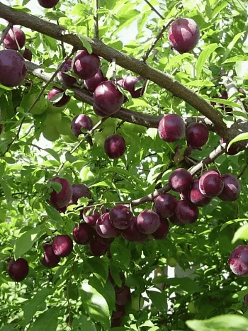 Слива домашняя Стартовая