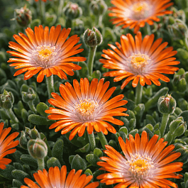 Делосперма культурная Jewel of Desert Topaz