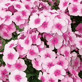 Флокс метельчатый Милый друг