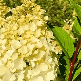 Гортензия метельчатая Magical Kilimanjaro