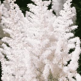 Астильба китайская Milk and Honey