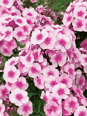 Флокс метельчатый Милый друг