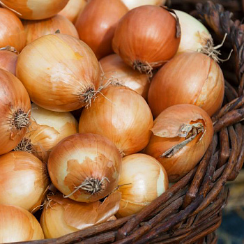 Лук севок Стригуновский местный Лук севок Стригуновский местный