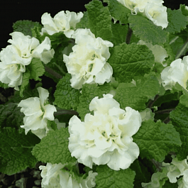 Примула обыкновенная  Dentelle