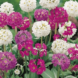 Примула мелкозубчатая Mix