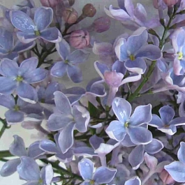 Сирень обыкновенная Тихая обитель