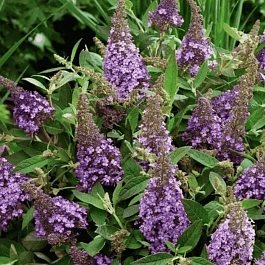 Буддлея давида   Butterfly Candy® Lila Sweetheart