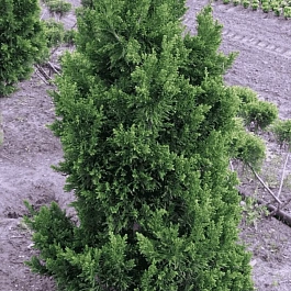 Кипарисовик тупой Draht