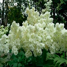 Лабазник вязолистный Plena