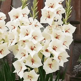 Гладиолус Silverstreak