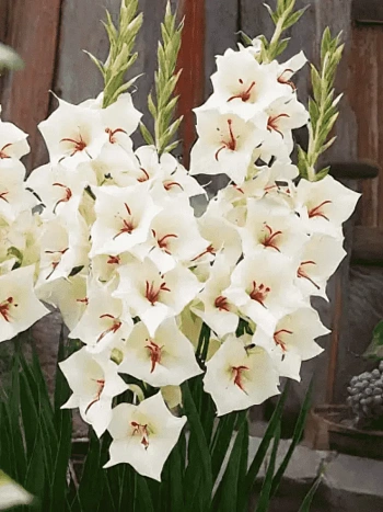 Гладиолус Silverstreak