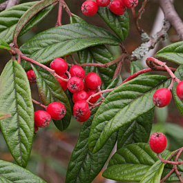 Кизильник иволистный Салицифолия
