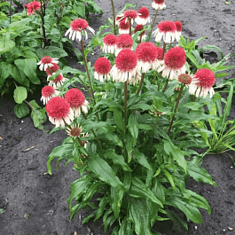 Эхинацея пурпурная Strawberry and Cream